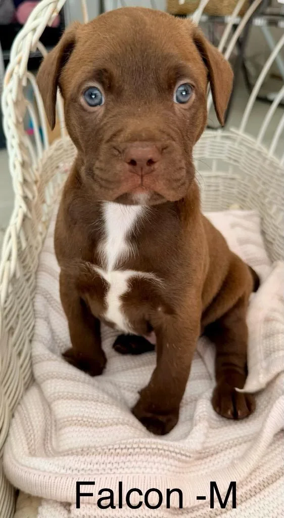A baby large-sized male American Staffordshire Terrier dog named Falcon for adoption in Ewing, NJ