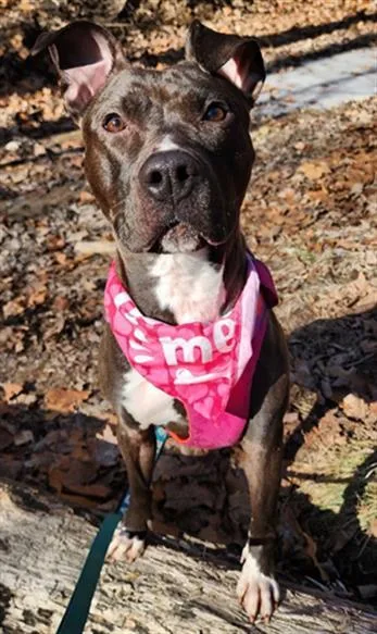 A young large-sized female Pit Bull Terrier dog named Felicia for adoption in Peoria, IL