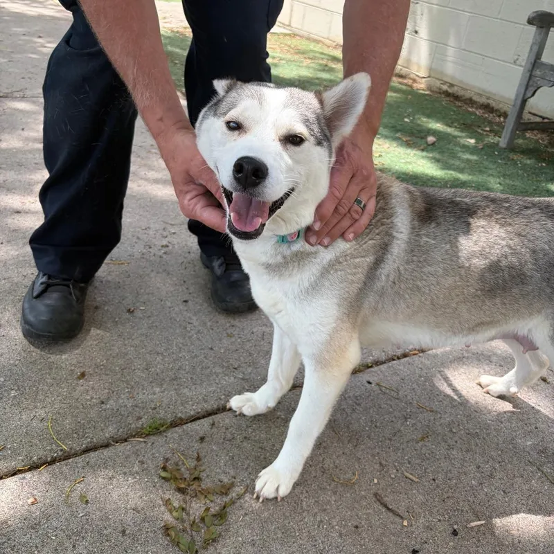 An adult medium-sized female White / Cream Husky dog named Billie D for adoption in Minneapolis, MN