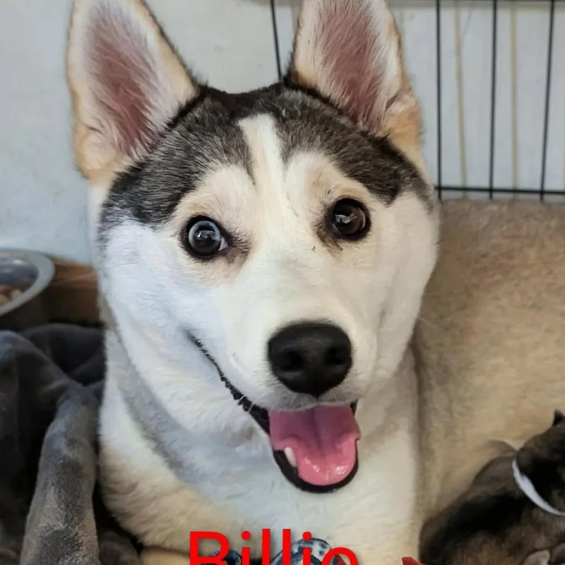 Billie D thumbnail 5