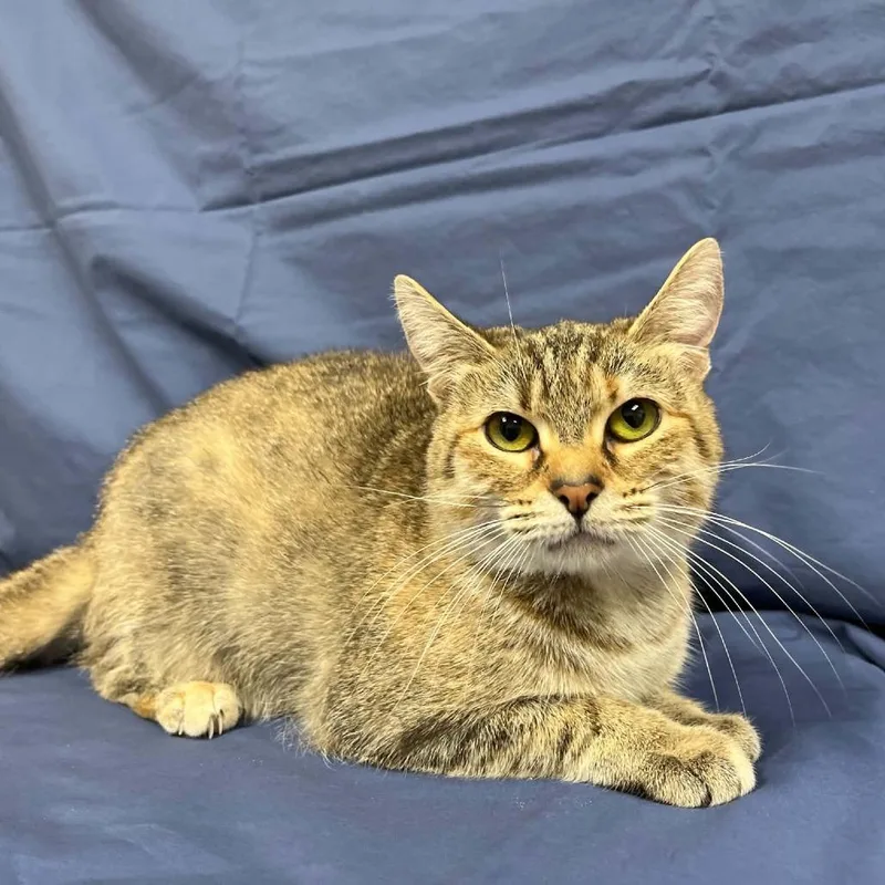 A young medium-sized female Torbie Domestic Short Hair cat named Distaff for adoption in Lyndhurst, VA