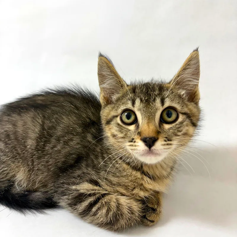 A baby medium-sized male Domestic Short Hair cat named Shermy for adoption in Pasco, WA