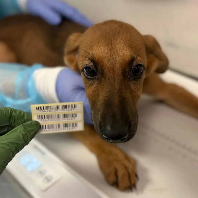 A baby small-sized female Yellow / Tan / Blond / Fawn Mixed Breed dog named FreeTailed Bat for adoption in Charleston, WV