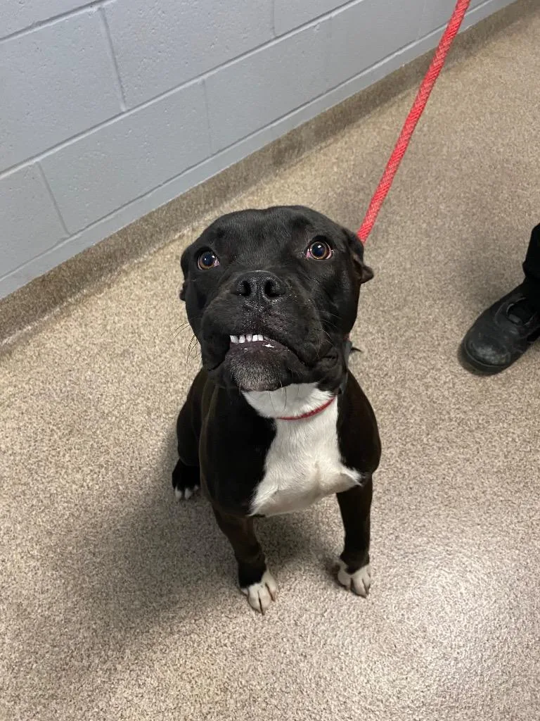 A young medium-sized male Mixed Breed dog named Brunson for adoption in Troy, OH