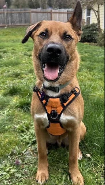 Bowie  Beautiful & thumbnail 2