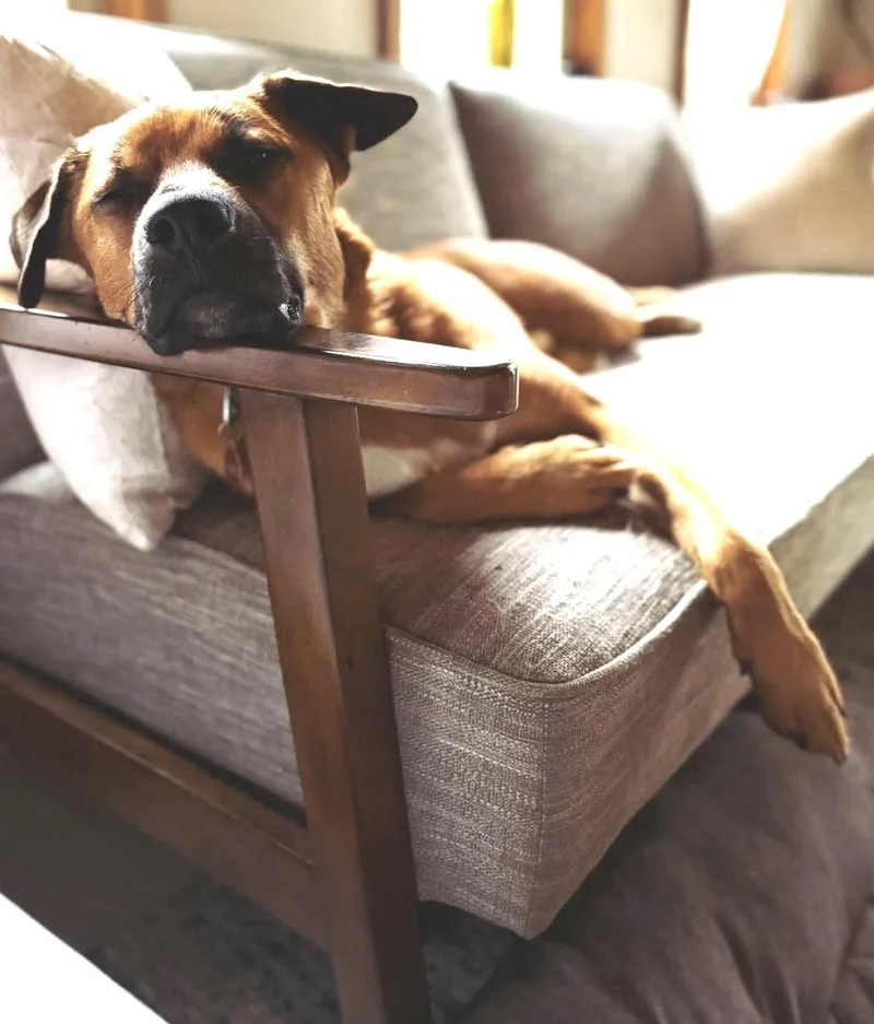 Bowie  Beautiful & thumbnail 3