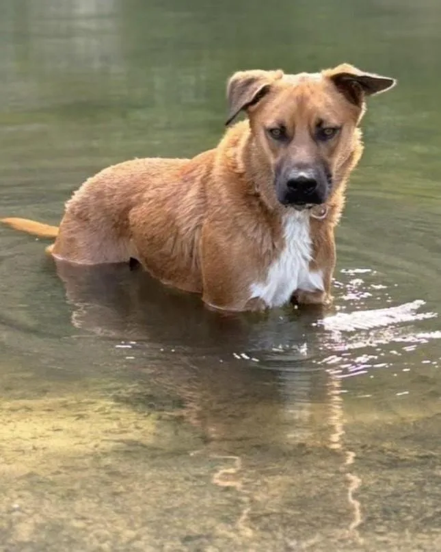 Bowie  Beautiful & thumbnail 4