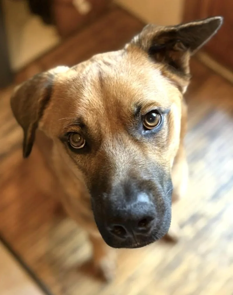 Bowie  Beautiful & thumbnail 5