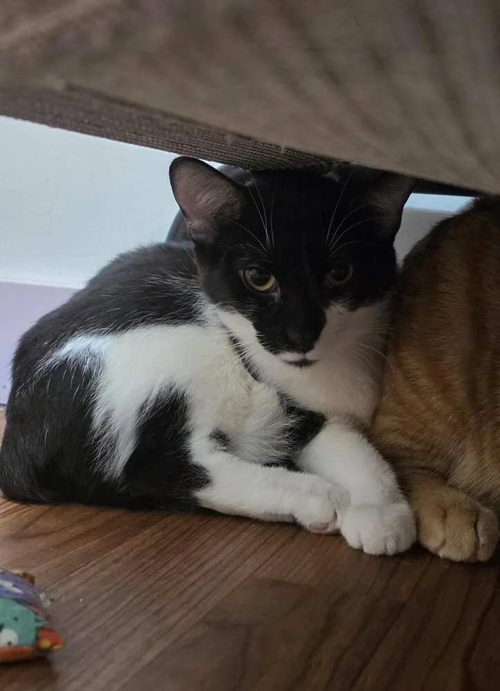 A baby medium-sized female Black & White / Tuxedo Domestic Short Hair cat named Sally for adoption in Wild Rose, WI