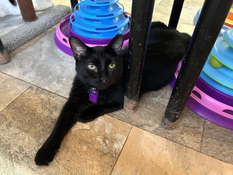 An adult medium-sized male Black Domestic Short Hair cat named Lance for adoption in La Salle, IL