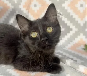 A baby medium-sized female Black Domestic Short Hair cat named McNugget for adoption in Minneapolis, MN