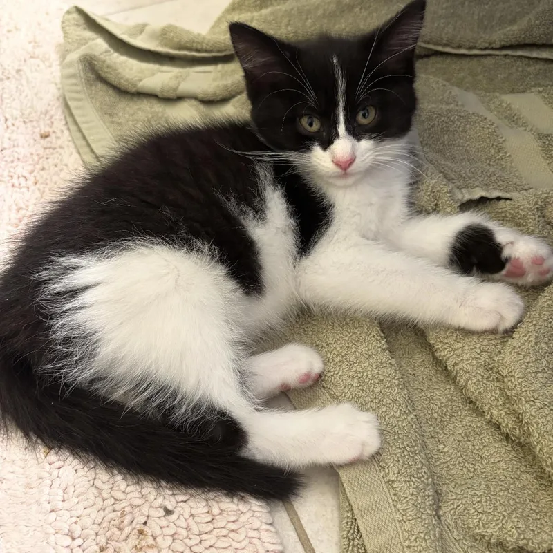 A baby small-sized female Black & White / Tuxedo Domestic Medium Hair cat named Tulip for adoption in Rochester Hills, MI
