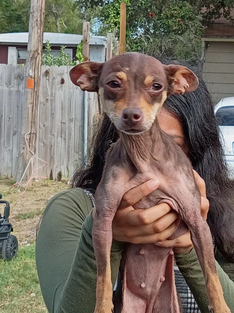 An adult medium-sized female Chihuahua dog named Belle for adoption in Rockport, TX