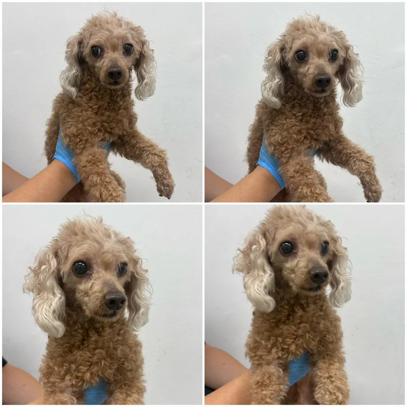 An adult small-sized male Poodle dog named Albam for adoption in Agoura Hills, CA