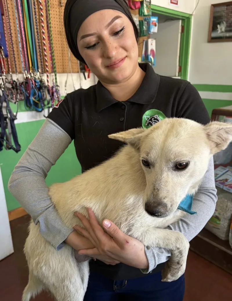 Paloma
