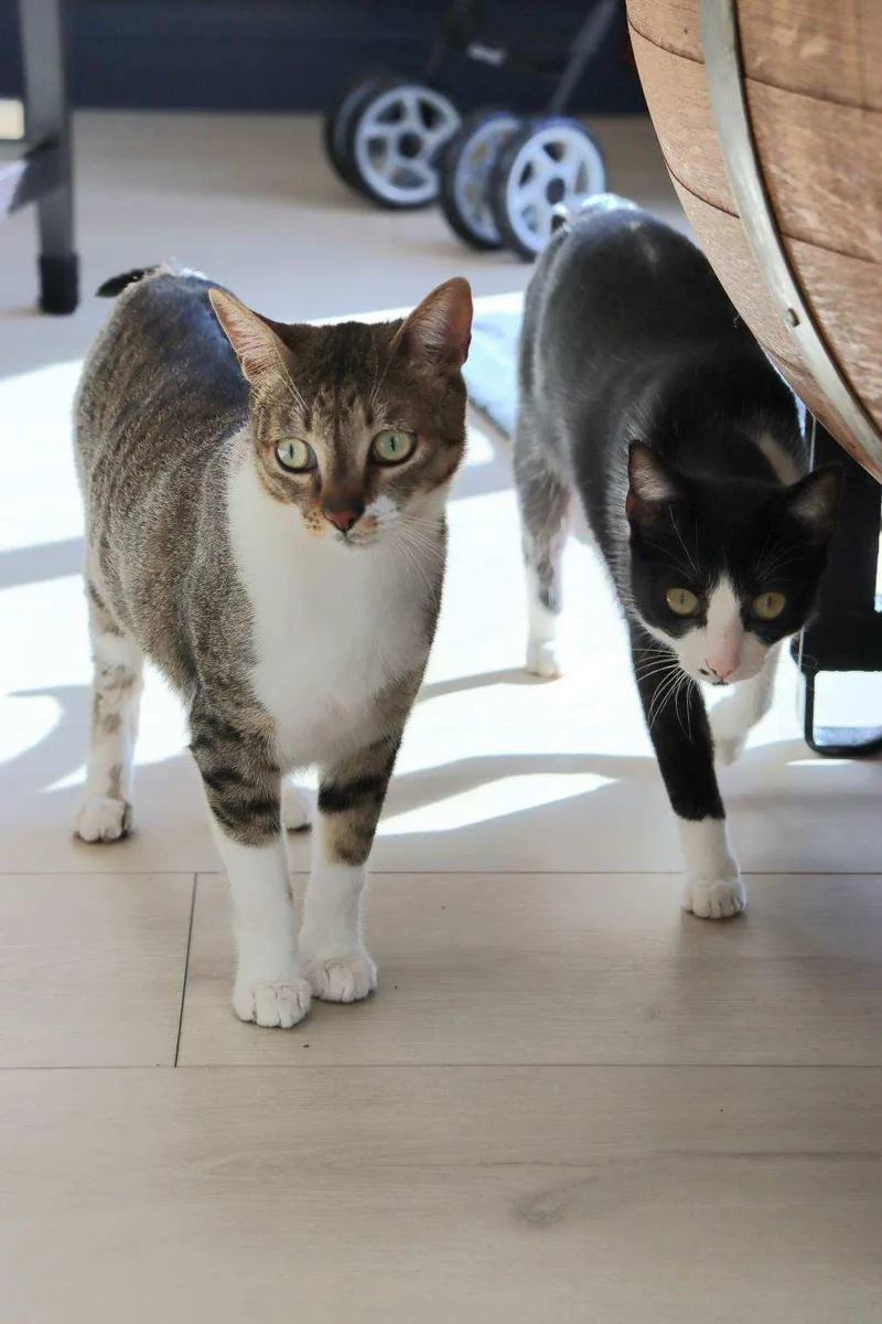 Lilly And Lilah Napa thumbnail 3