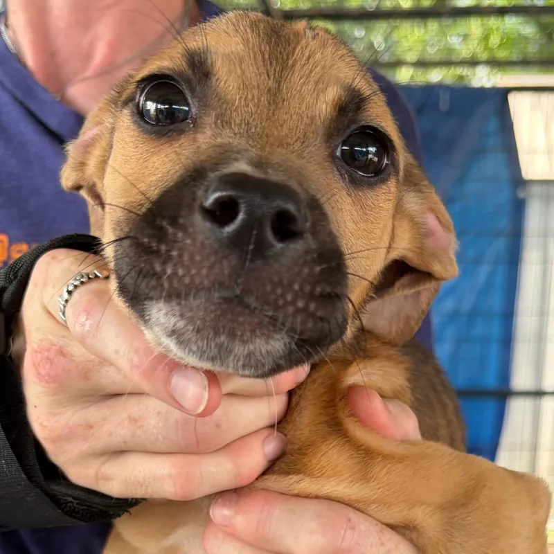 A baby small-sized female Brown / Chocolate Mixed Breed dog named Valerie for adoption in Lake Jackson, TX