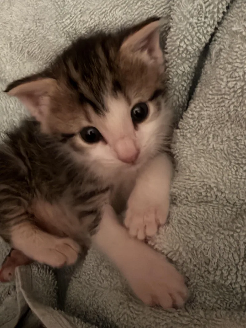 A baby small-sized male Domestic Short Hair cat named Middle Man for adoption in Bethel Park, PA