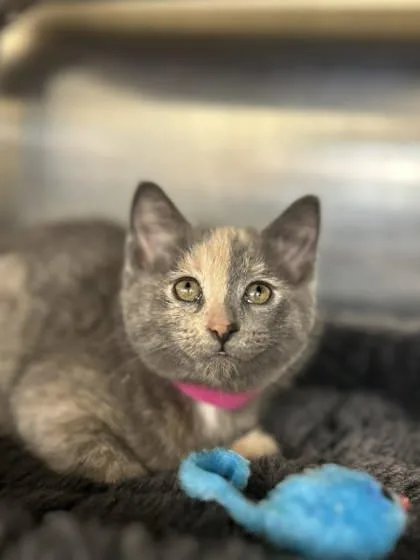 A baby small-sized female Domestic Short Hair cat named Pomegranate for adoption in Munster, IN