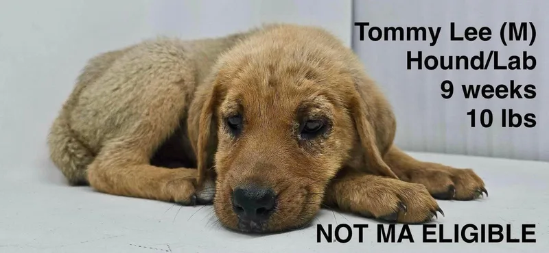 A young large-sized male Redbone Coonhound dog named Tommy Lee for adoption in Pomfret Center, CT