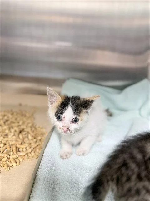 A baby small-sized female Domestic Short Hair cat named Seashell for adoption in Tavares, FL