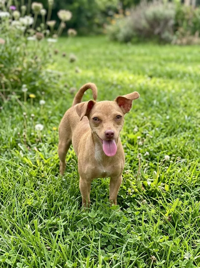 An adult small-sized female Chihuahua dog named Lanie for adoption in Lacey, WA