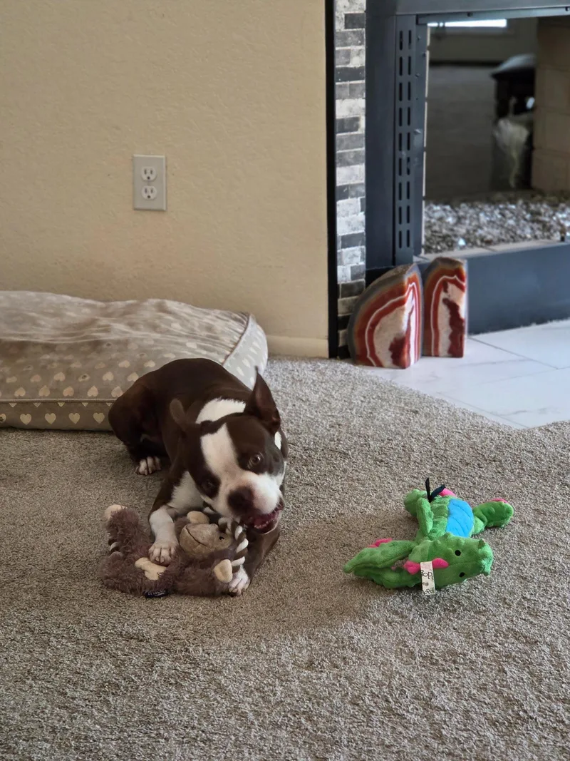 Mushu thumbnail 3