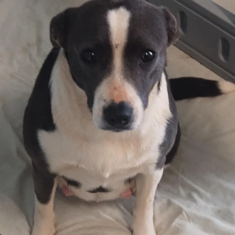 An adult medium-sized female Black Mixed Breed dog named Heart for adoption in LOXAHATCHEE, FL