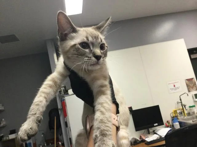 A baby small-sized male Domestic Short Hair cat named Levi for adoption in Thousand Palms, CA
