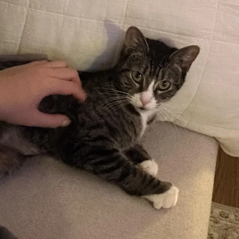 Cleopatra thumbnail 3