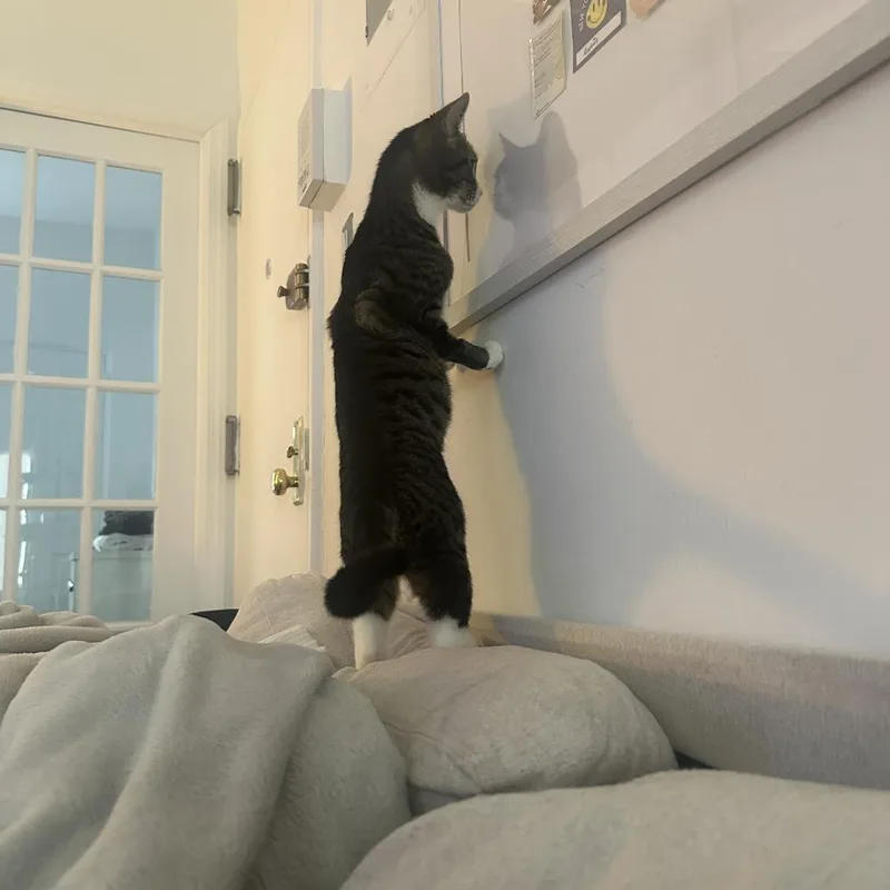 Cleopatra thumbnail 4