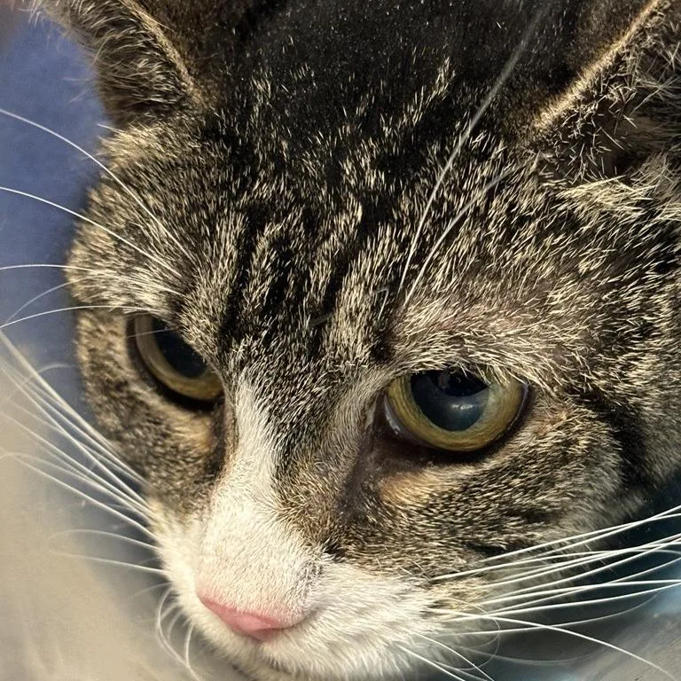 Cleopatra thumbnail 6