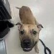An adult medium-sized male Yellow / Tan / Blond / Fawn Pit Bull Terrier dog named Junior for adoption in St. Augustine, FL