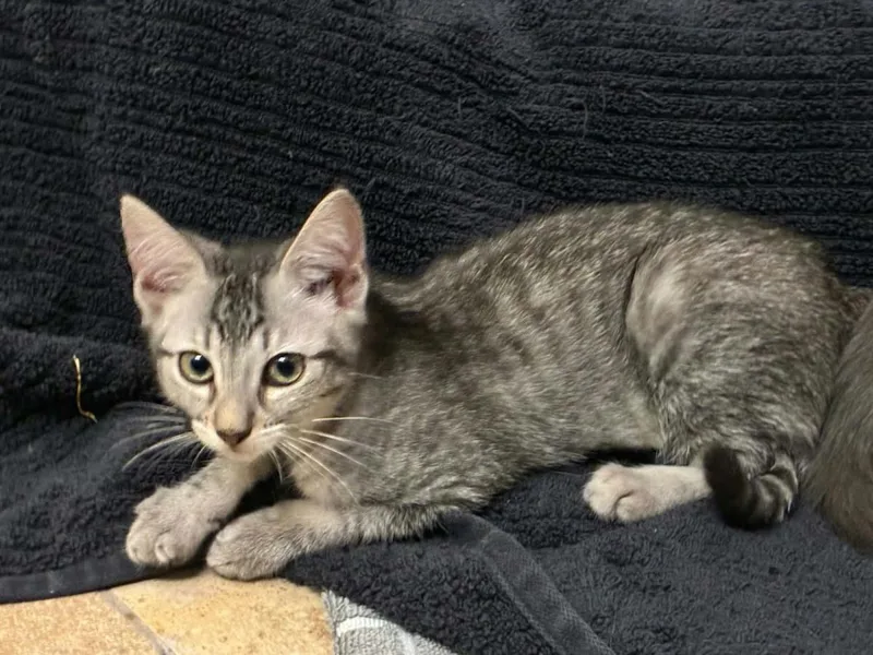 A baby medium-sized female Gray / Blue / Silver Domestic Short Hair cat named Pearl Wellington for adoption in Chandler, AZ
