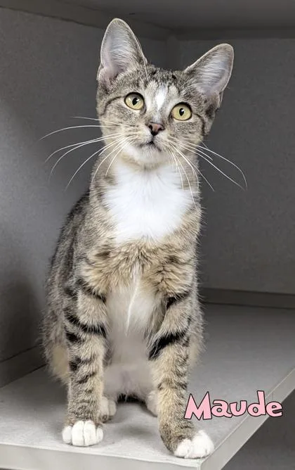A baby small-sized female Domestic Short Hair cat named Maude for adoption in Mason, MI