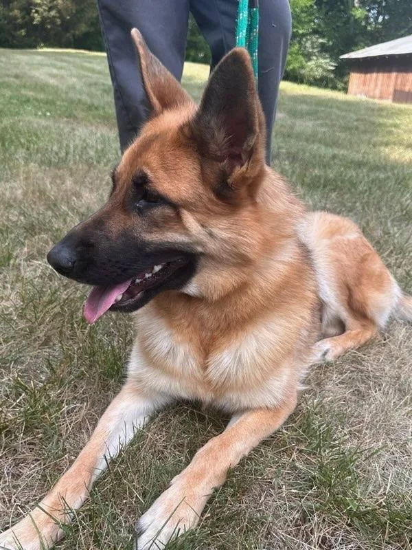A young large-sized female Apricot / Beige German Shepherd Dog dog named Jade for adoption in Salisbury, NC