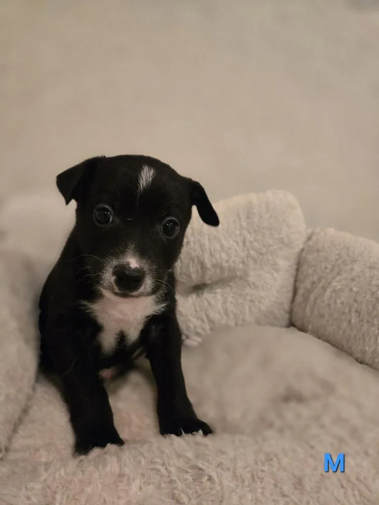 Loki thumbnail 2