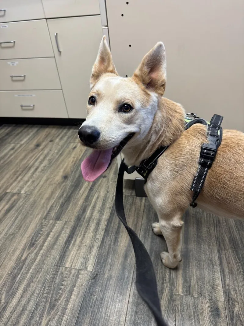 A young medium-sized male White / Cream Carolina Dog dog named Baxter Training Graduate for adoption in Kirkland, WA