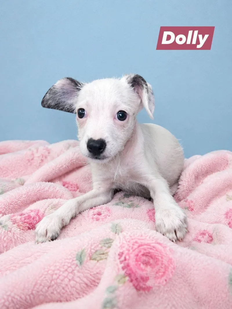 A baby small-sized female Cairn Terrier dog named Dolly for adoption in Winter haven, FL