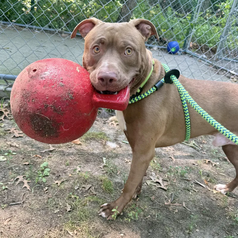 An adult medium-sized male Brown / Chocolate Pit Bull Terrier dog named Cocoa Puff for adoption in Eatontown, NJ