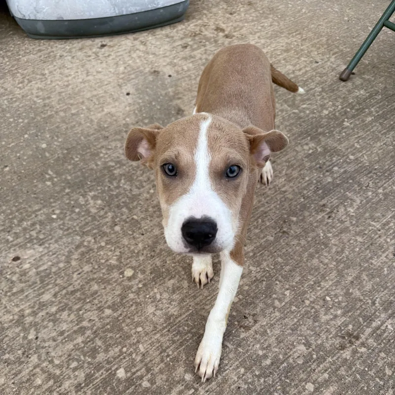 A baby medium-sized female Terrier dog named Chloe for adoption in Dodgeville, WI