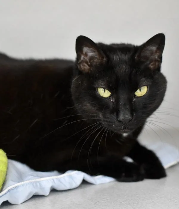 An adult medium-sized female Black Domestic Short Hair cat named Lucy for adoption in Marietta, GA