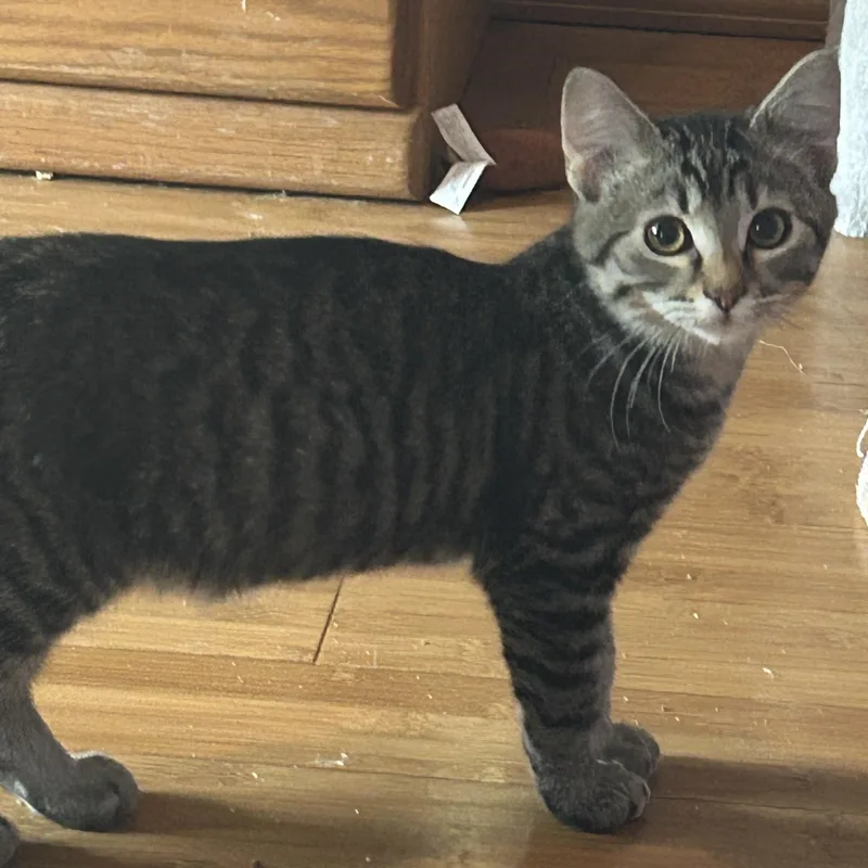 A baby medium-sized male Tabby (Gray / Blue / Silver) Tabby cat named Splinter for adoption in Pasco, WA