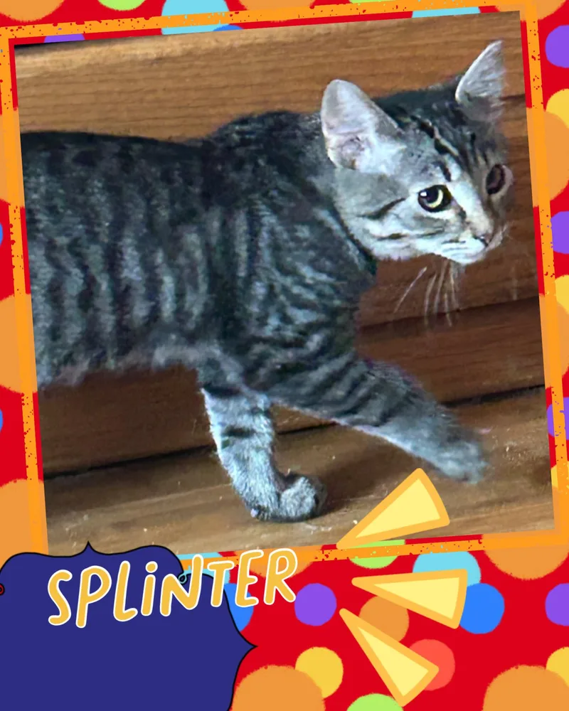 Splinter thumbnail 3