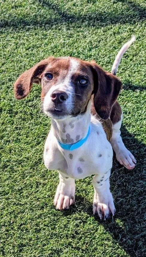 A baby small-sized male Dachshund dog named Clyde for adoption in Benson, AZ