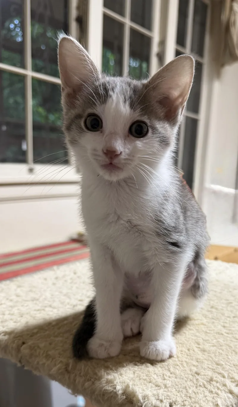 A baby small-sized female White Domestic Short Hair cat named Willa for adoption in Portland, OR