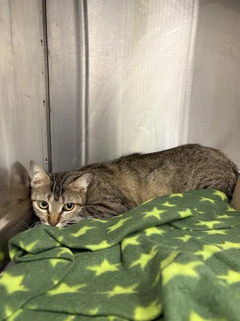 A young medium-sized female Domestic Short Hair cat named Queen Krunch for adoption in Indianapolis, IN