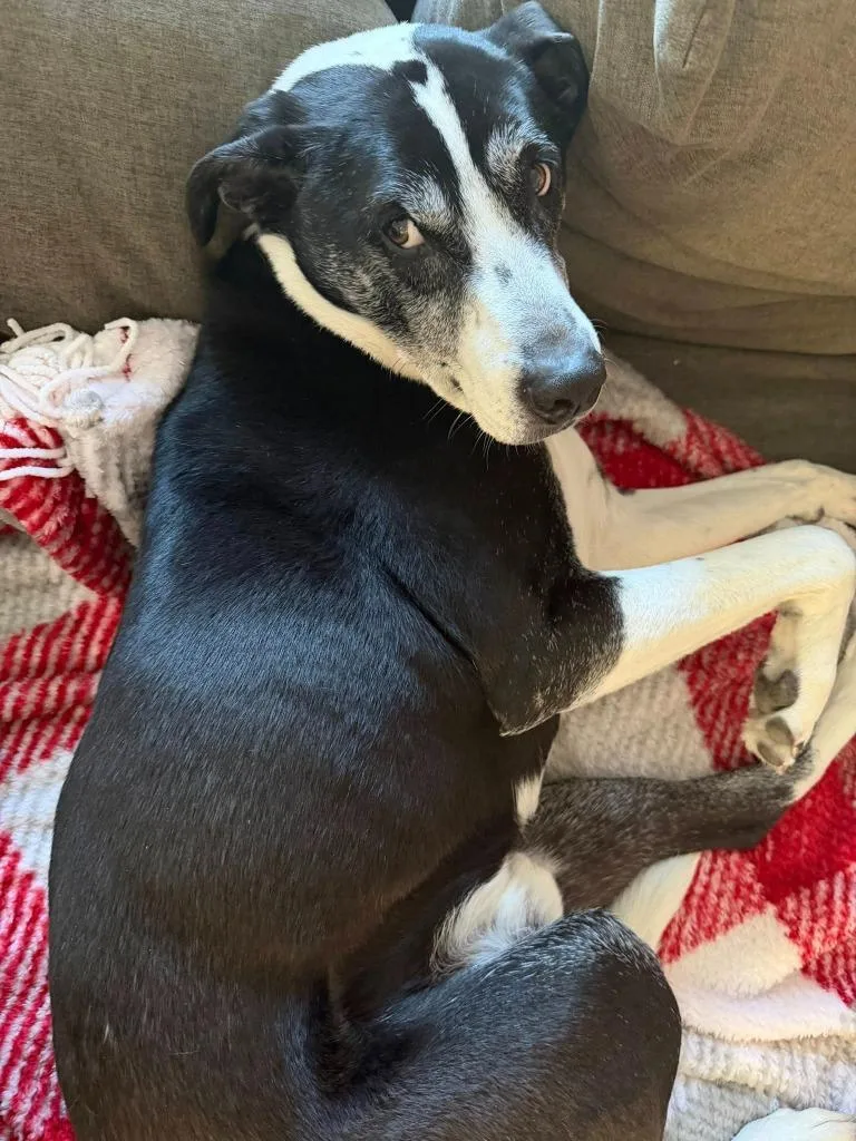 Otis thumbnail 4