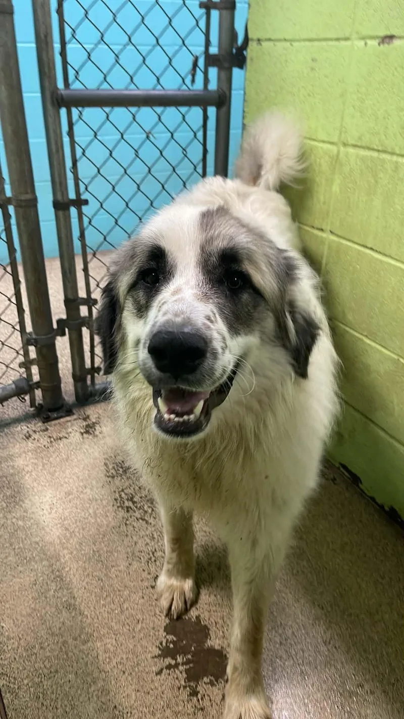 An adult large-sized male White / Cream Great Pyrenees dog named Eeyore for adoption in Fort Payne, AL