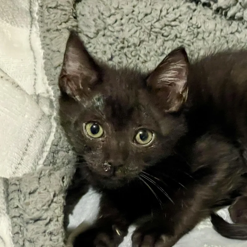 A baby small-sized male Black Domestic Short Hair cat named Theo for adoption in Liverpool, TX
